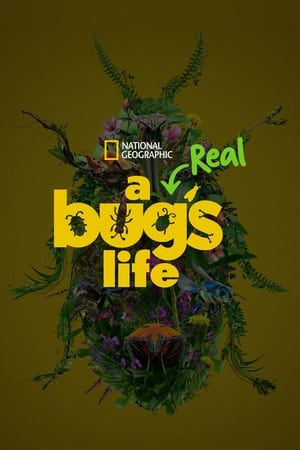 A Real Bug's Life